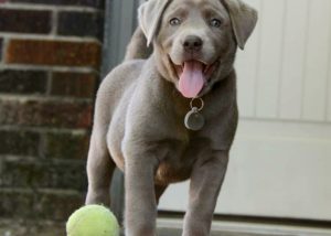 red, silver, Chocolate, black, champagne lab puppies texas