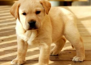 red, silver, Chocolate, black, champagne lab puppies texas