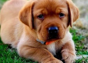 red, silver, Chocolate, black, champagne lab puppies texas