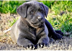 red, silver, Chocolate, black, champagne lab puppies texas