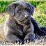 red, silver, Chocolate, black, champagne lab puppies texas