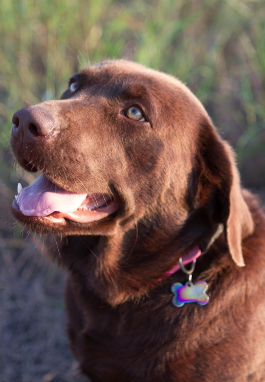 Chocolate Lab Breeder Texas | AKC Registered Labradors North Texas