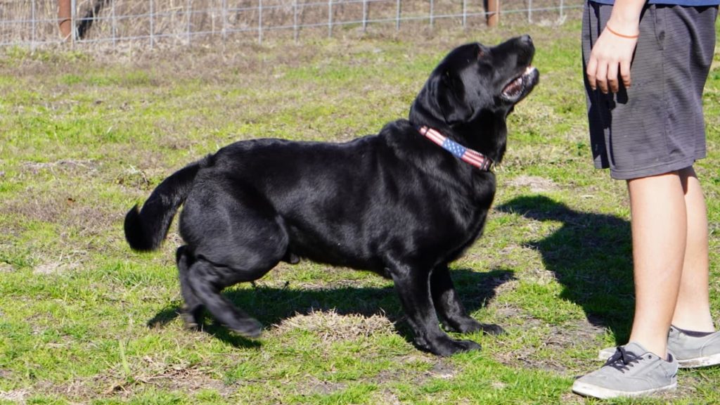 red, silver, Chocolate, black, champagne lab puppies texas