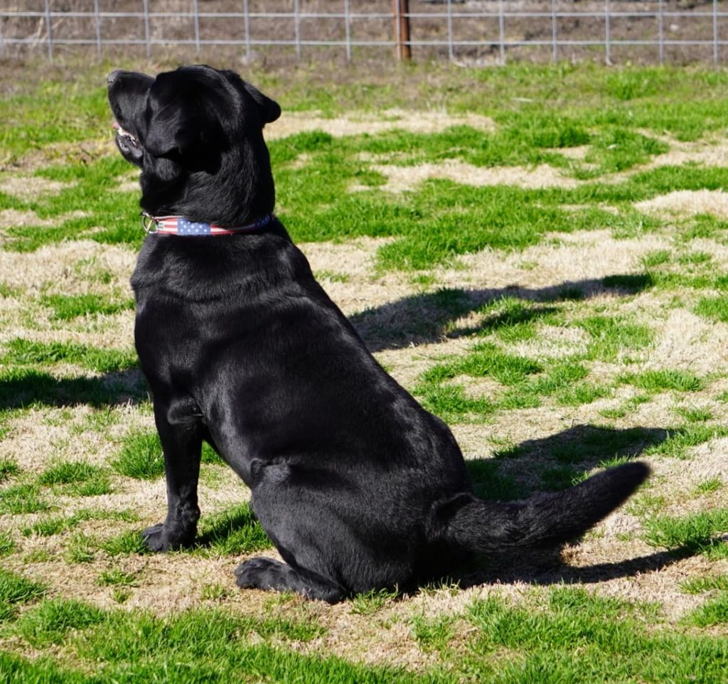 red, silver, Chocolate, black, champagne lab puppies texas