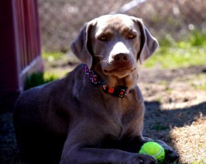 silver, Chocolate, black, champagne lab puppies texas