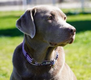 silver, Chocolate, black, champagne lab puppies texas