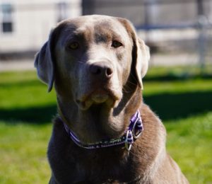 silver, Chocolate, black, champagne lab puppies texas