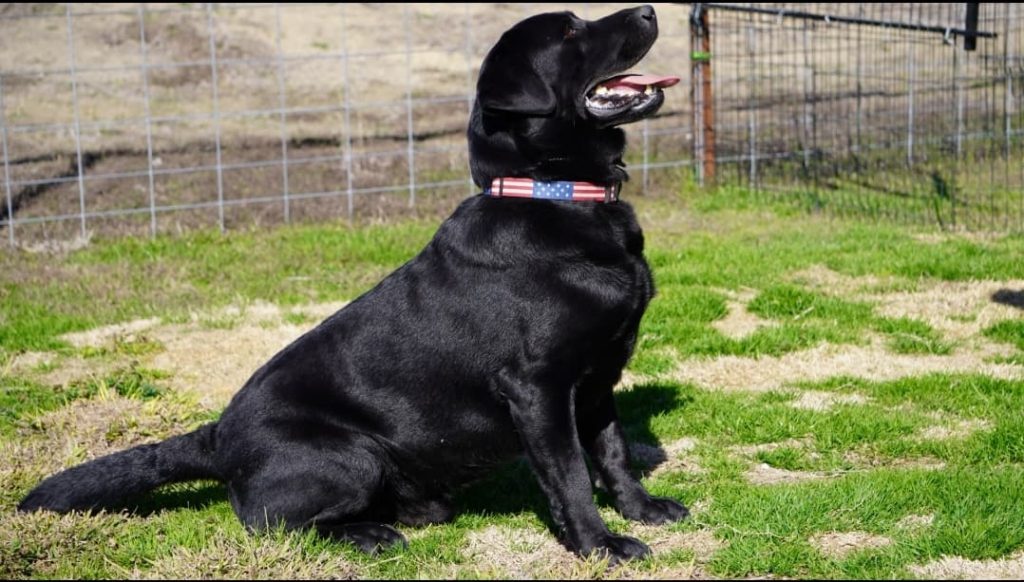 red, silver, Chocolate, black, champagne lab puppies texas