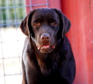 silver, Chocolate, black, champagne lab puppies texas