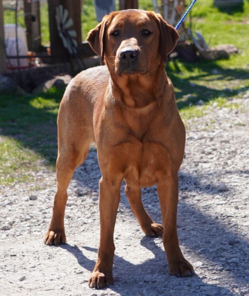 silver, Chocolate, black, champagne lab puppies texas ...