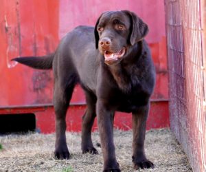 silver, Chocolate, black, champagne lab puppies texas