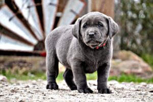 Kentucky Kansas Iowa Indiana Illinois Idaho Missouri Mississippi New Mexico Washington Hawaii Nevada Montana Texas Tennessee Oklahoma Louisiana Georgia Florida Delaware Connecticut California Best Lab Breeder Arkansas Best Lab Breeder Arizona Best Lab Breeder Alaska California Colorado