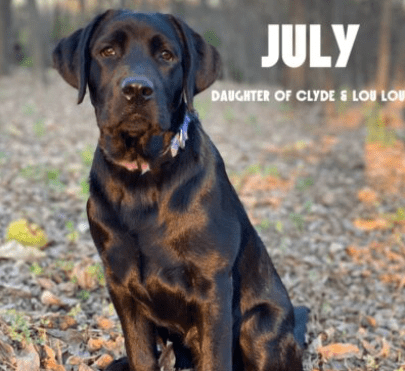 AKC Lab puppies for sale in Alaska - silver, Chocolate, black, champagne lab puppies texas