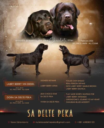 Top Lab Breeder in North Texas | Female Labradors | AKC Registered ...