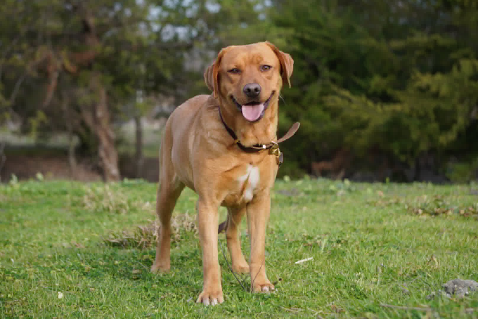 Red Lab Tamale Texas best labrador breeder