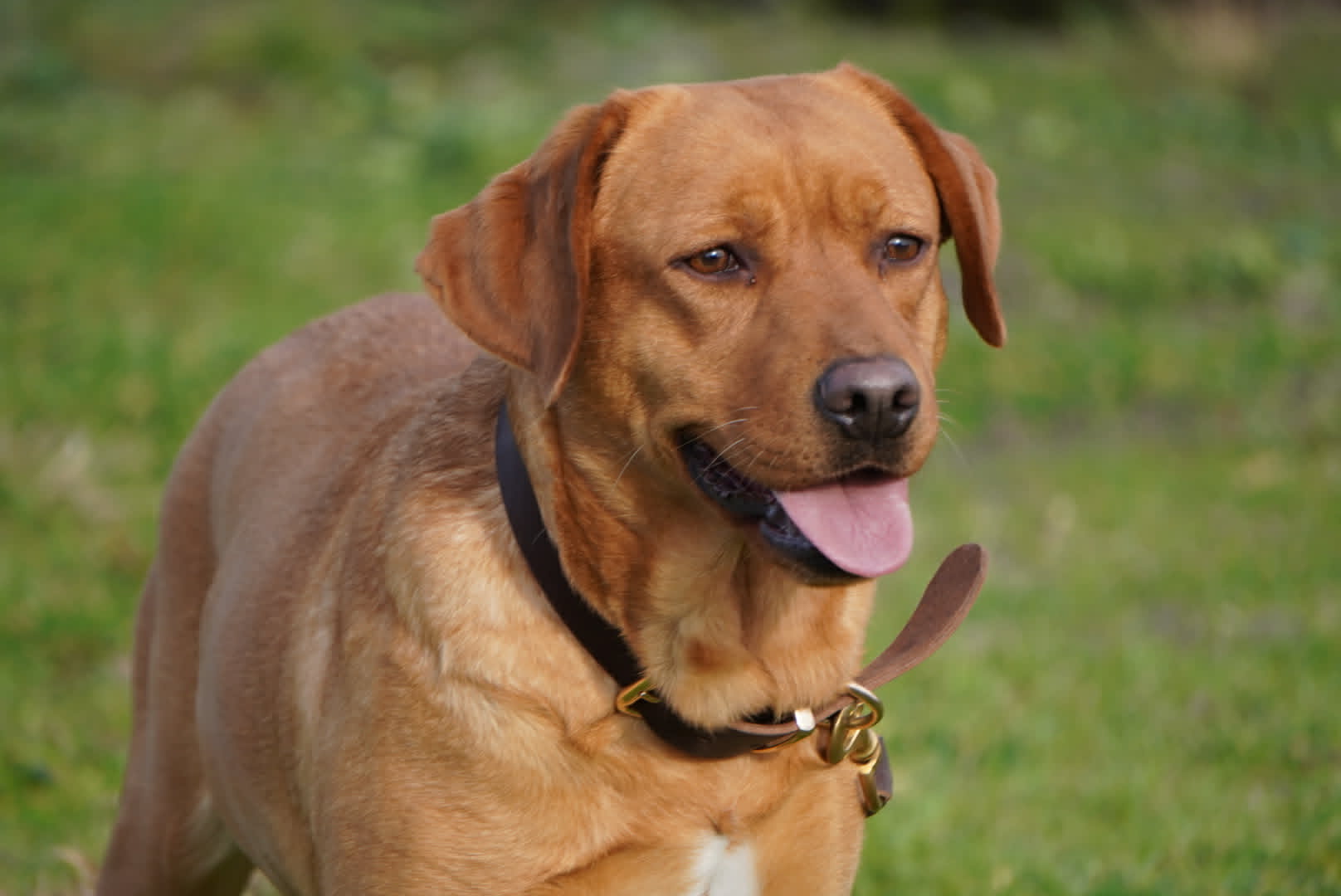 Red Lab Tamale Texas best labrador breeder1