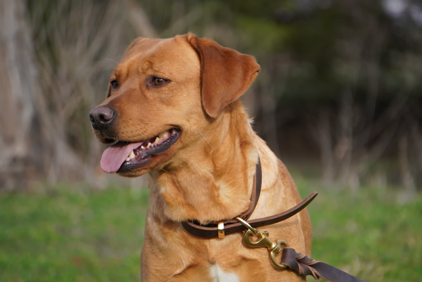 Red Lab Tamale Texas best labrador breeder2