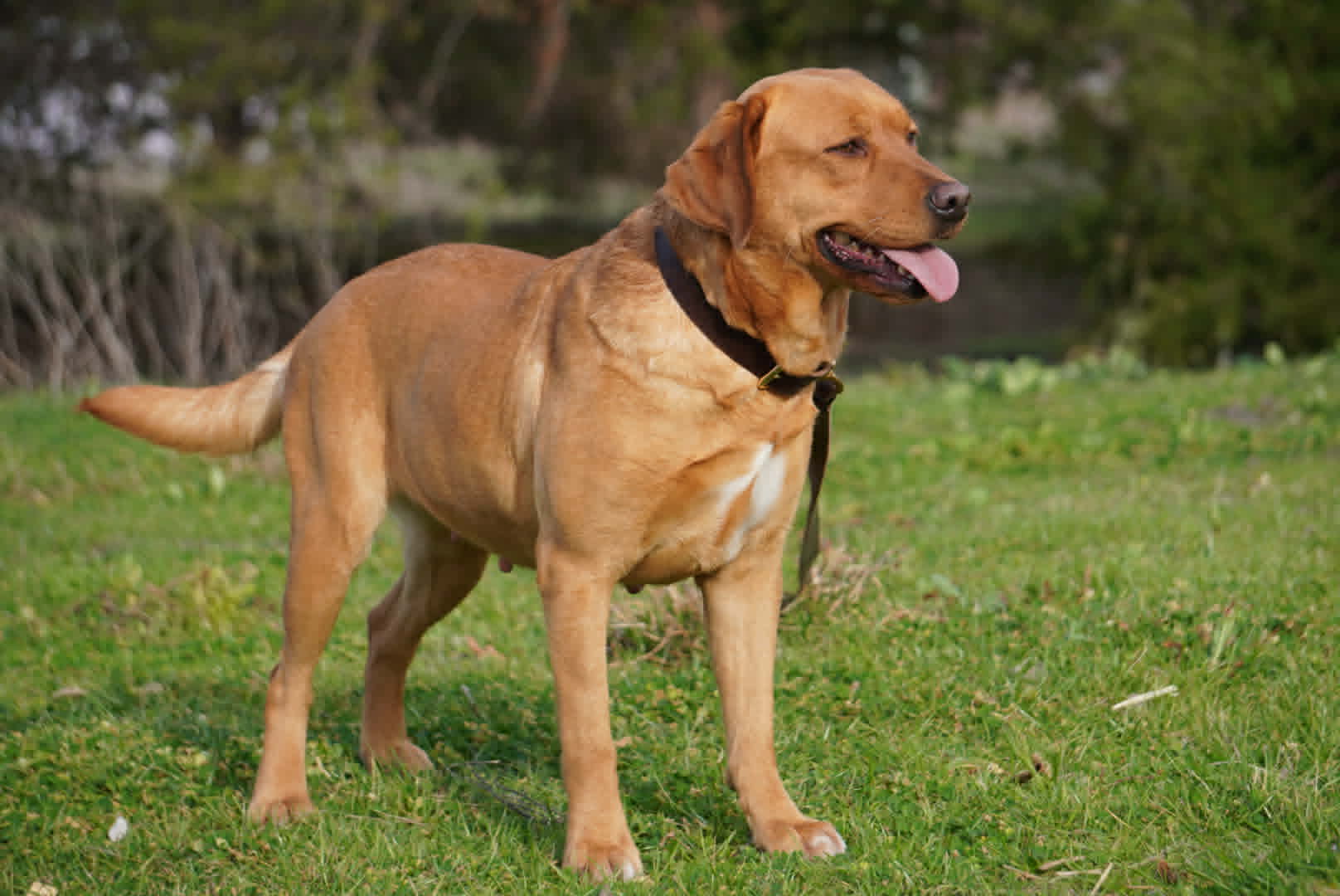 Red Lab Tamale Texas best labrador breeder3